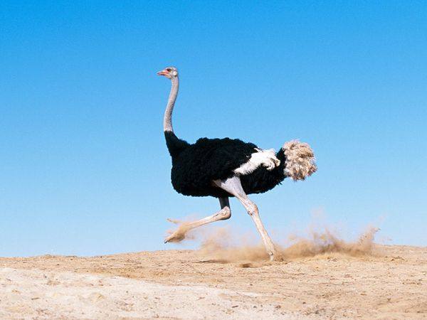 Описание и условия жизни африканского страуса с фото