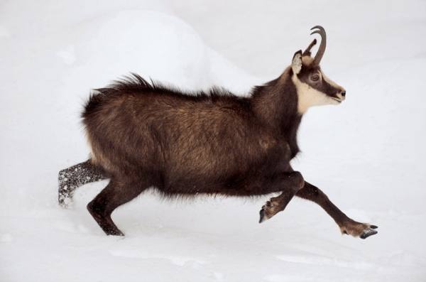 Чрезвычайно плодовитые и неприхотливые козы Альпийские - фото
