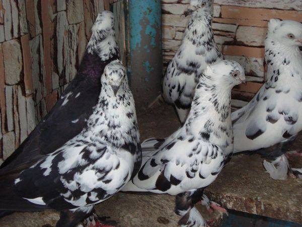 За что ценят породу Андижанских голубей - фото