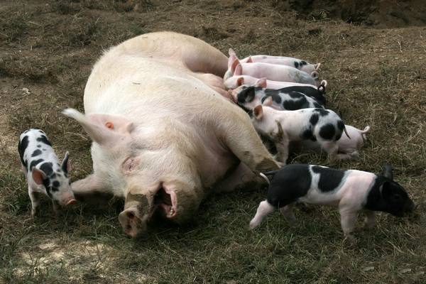 Английская порода свиней: фото и описание - фото