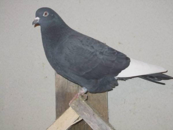 Английские типплеры: описание породы голубей с фото, правила их содержания и ухода