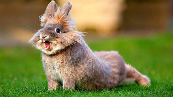 Лекарственные свойства и применение байкокса для кроликов - фото