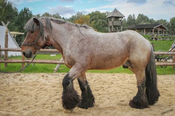 Бельгийские тяжеловозы - лошади породы Брабансон - фото