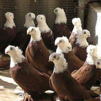 Благодарненские голуби: описание, видео, фото с фото