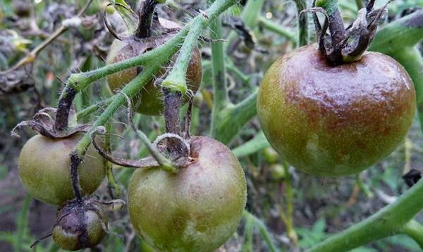Болезни рассады помидоров  «скорую помощь» для молодых растений с фото