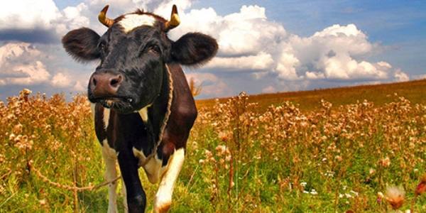 Какие бывают болезни у коров, как их предотвратить и вылечить - фото