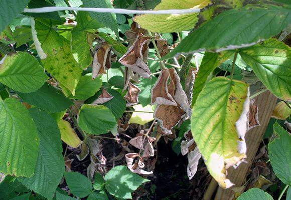 Эффективные способы борьбы с болезнями садовой малины с фото