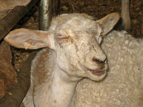 Чем болеют овцы? с фото