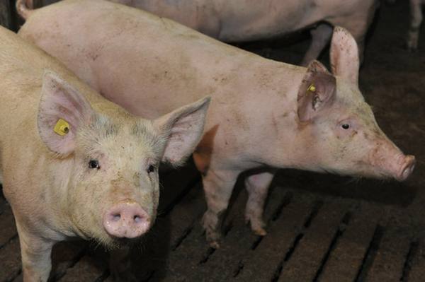 Все болезни свиней, их симптомы, причины и профилактика с фото