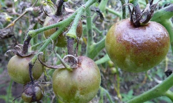 Болезни томатов  защищаем посадки всеми возможными методами - фото