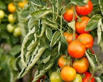Болезни томатов и методы борьбы с ними - фото