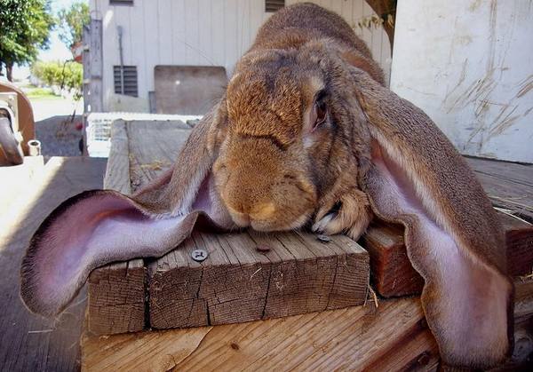 Виды ушных болезней у кроликов и варианты их лечения с фото