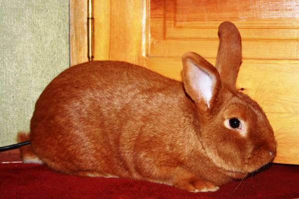 Бургундский кролик - лучшая мясная порода - фото