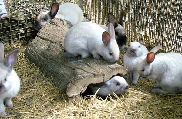 Чем болеют кролики: копилка знаний начинающего кроликовода - фото