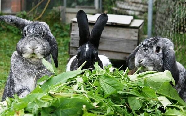 Кормление кроликов в летний сезон - фото