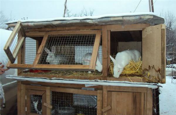 Чем кормить кроликов в зимнее время: составляем рацион и соблюдаем режим с фото