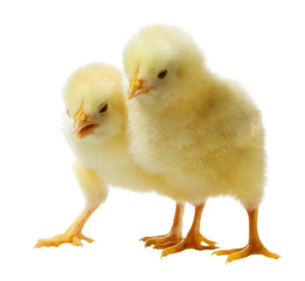Чем кормить цыплят с первых дней жизни в домашних условиях - фото