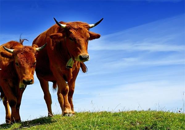Чем лечить потливость и повышеную температуру у коров - фото