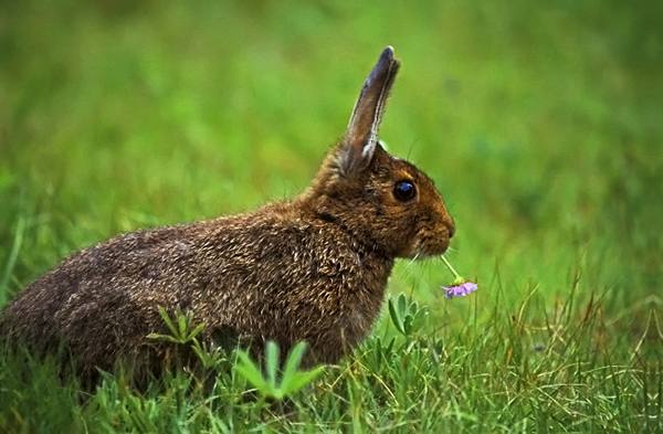 Запрещенная еда для кроликов: учимся правильно кормить ушастиков - фото