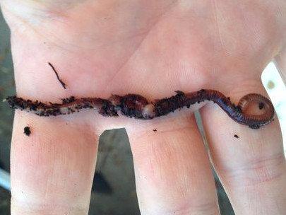 Польза и разведение калифорнийских червей с фото