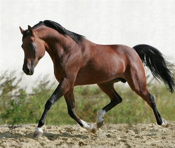 Чистокровная верховая порода лошадей с фото