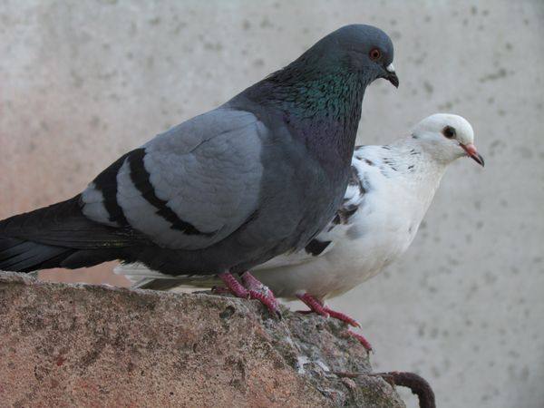 Что едят уличные и домашние голуби зимой и летом - фото