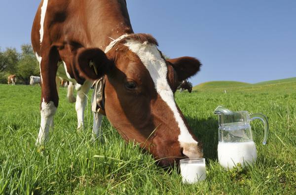 Cколько корова дает молока в сутки - фото