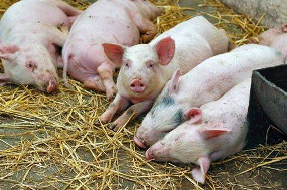 Диагностика и лечение простудных заболеваний у свиней - фото