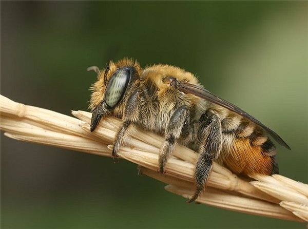 Дикие пчелы: виды, сбор меда и видео - фото
