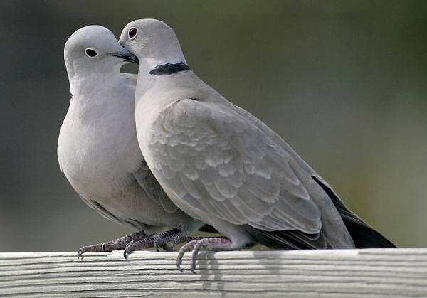 Виды диких голубей и их описание с фото