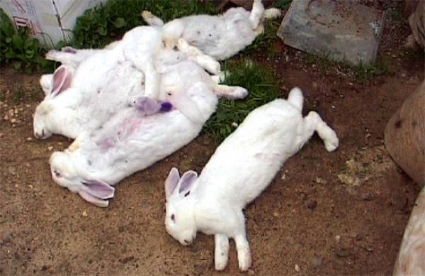 С чем связана смертность кролей и что с этим делать? - фото