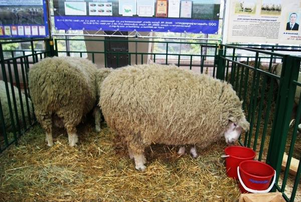 Куйбышевские овцы - популярная мясо-шерстная порода - фото