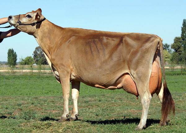 Джерсейская порода коров, ее стоимость, отзывы и видео - фото