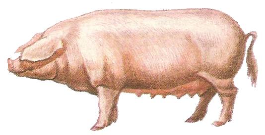 Эстонская беконная порода свиней: фото и описание - фото