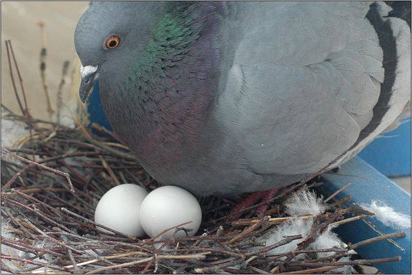 Делаем гнезда для голубей своими руками - фото