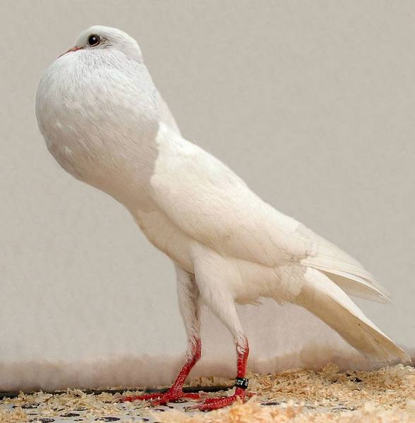 Описание и уход за голубями породы «Дутыш» - фото