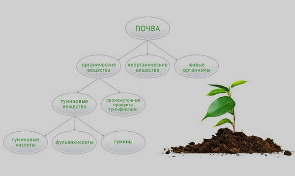Гуминовые удобрения  как активизировать запасы сил у растений? - фото
