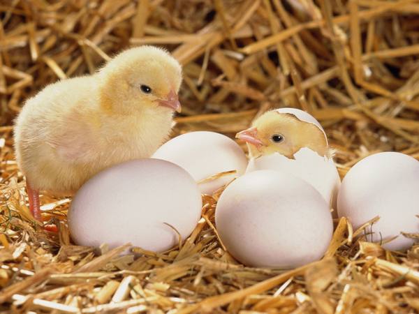 Особенности инкубации бройлерных яиц в домашних условиях с фото