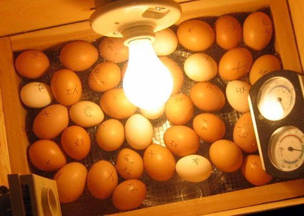 Секреты инкубации индюшиных яиц в домашних условиях - фото