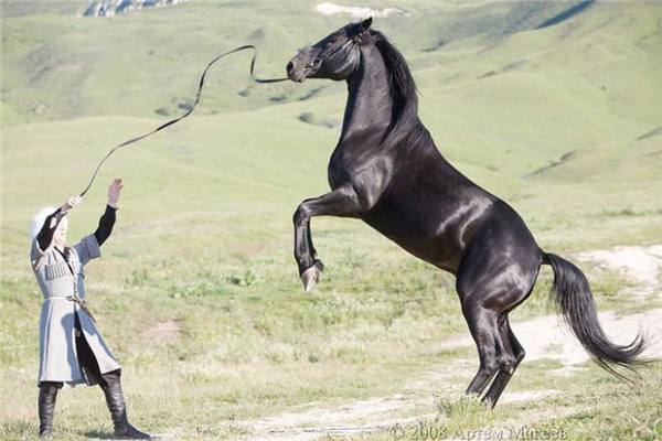 Кабардинская порода лошадей - гордость Кавказа - фото