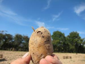 Способы борьбы с личинками проволочника картофеля с фото