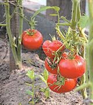 Как и когда начинать пикировку томатов? - фото