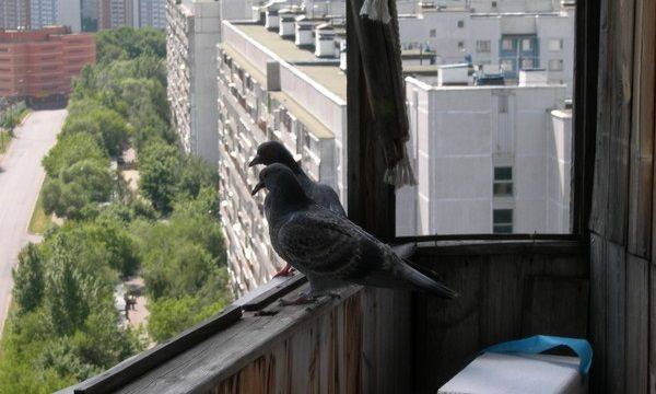 Как навсегда избавиться от назойливых голубей на своем балконе - фото