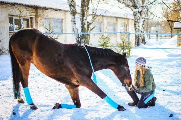 Как научить лошадь поклону - фото