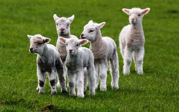 У вас родился малыш овцы? Узнай как его называют - фото