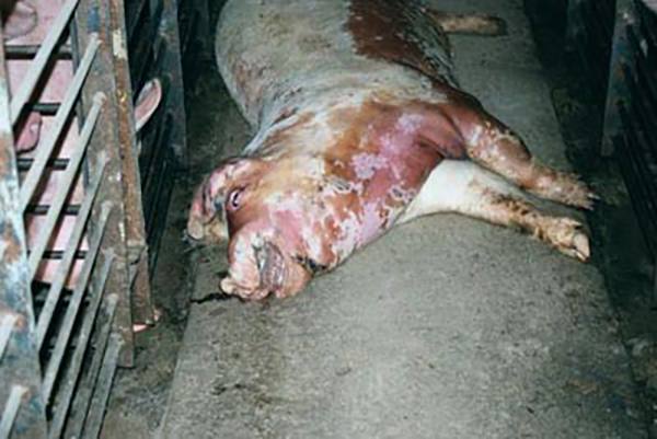 Симптомы классической чумы свиней, диагностика и вакцинация - фото