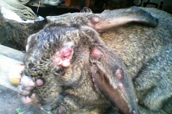 Миксоматоз кроликов - как не допустить потери поголовья? - фото