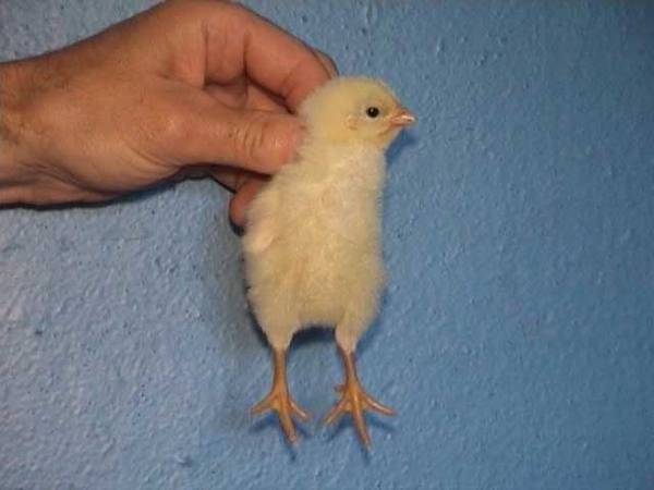 Учимся определять половую принадлежность у маленьких цыплят с фото