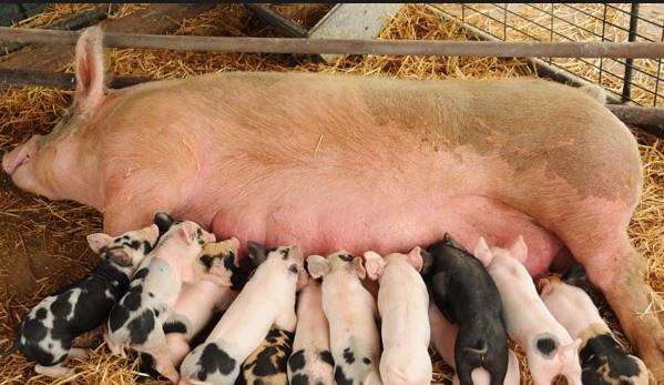 Как определить вес свиньи: несколько способов - фото