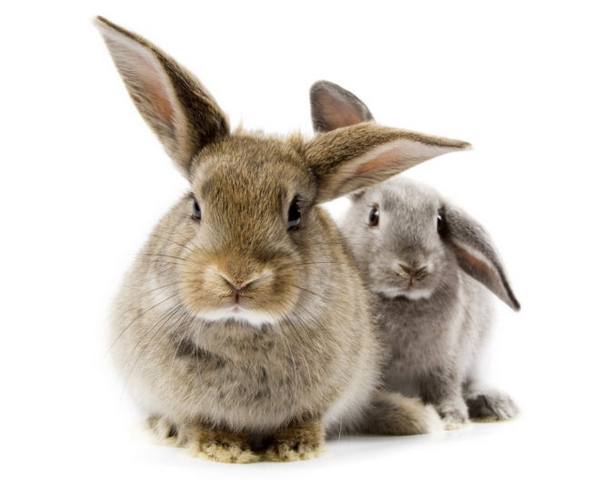 Методы определения возраста кролика - фото